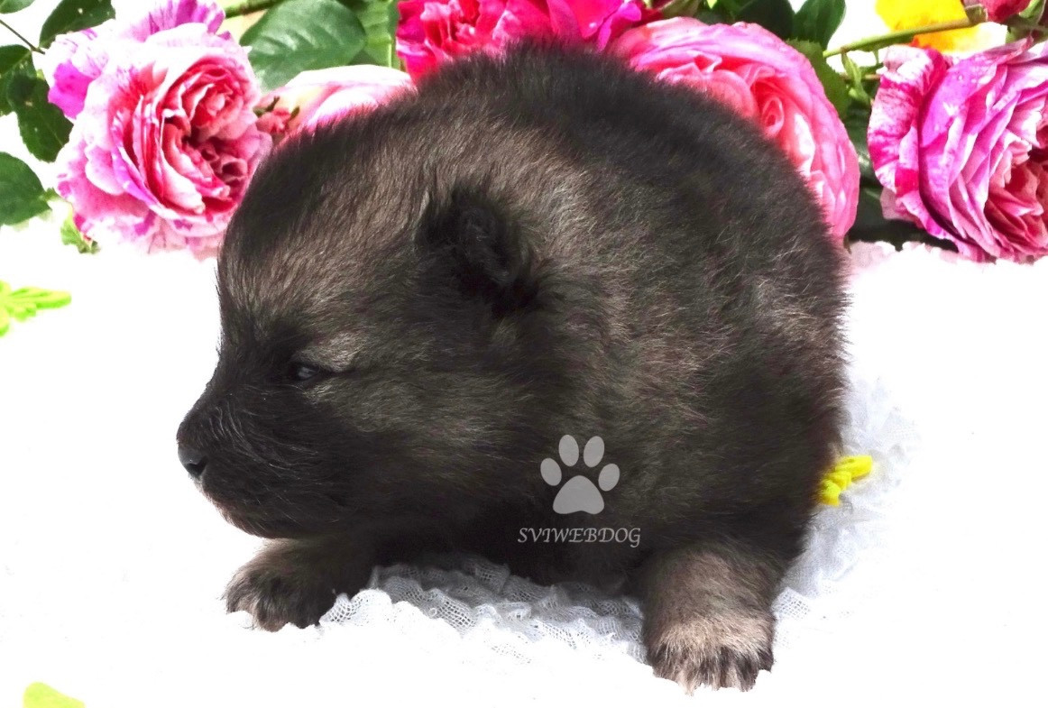 des Seigneurs de la Vallée de l'Isle - Chiots disponibles - Spitz allemand