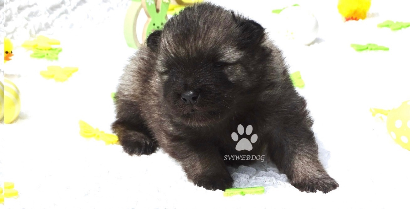 des Seigneurs de la Vallée de l'Isle - Chiots disponibles - Spitz allemand