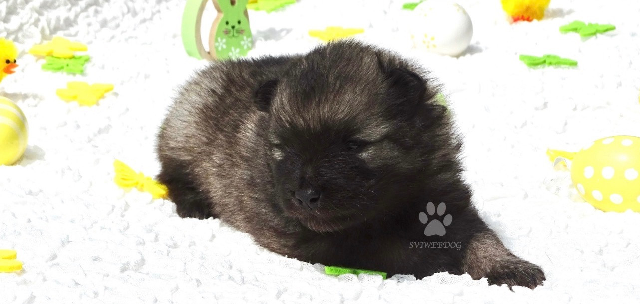 des Seigneurs de la Vallée de l'Isle - Chiots disponibles - Spitz allemand