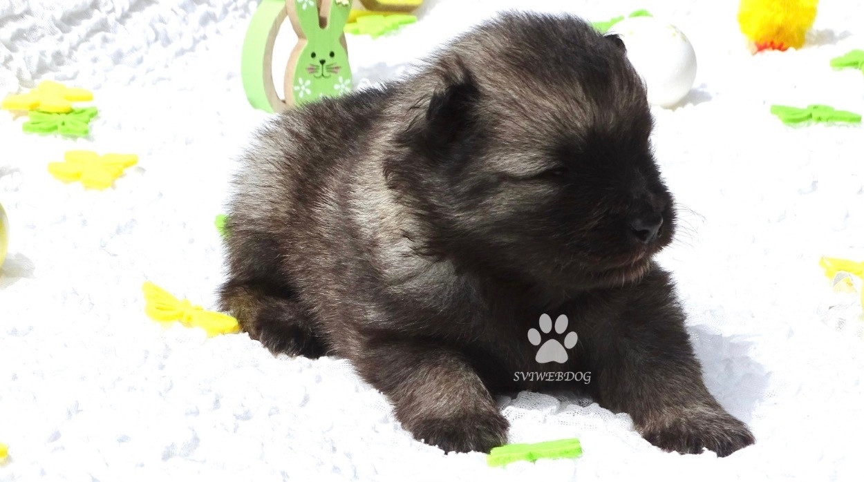 des Seigneurs de la Vallée de l'Isle - Chiots disponibles - Spitz allemand