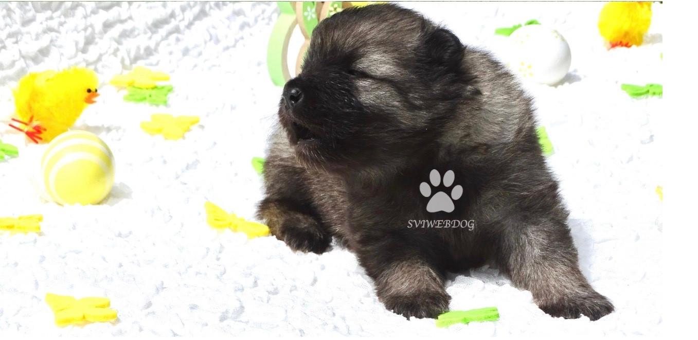 des Seigneurs de la Vallée de l'Isle - Chiots disponibles - Spitz allemand