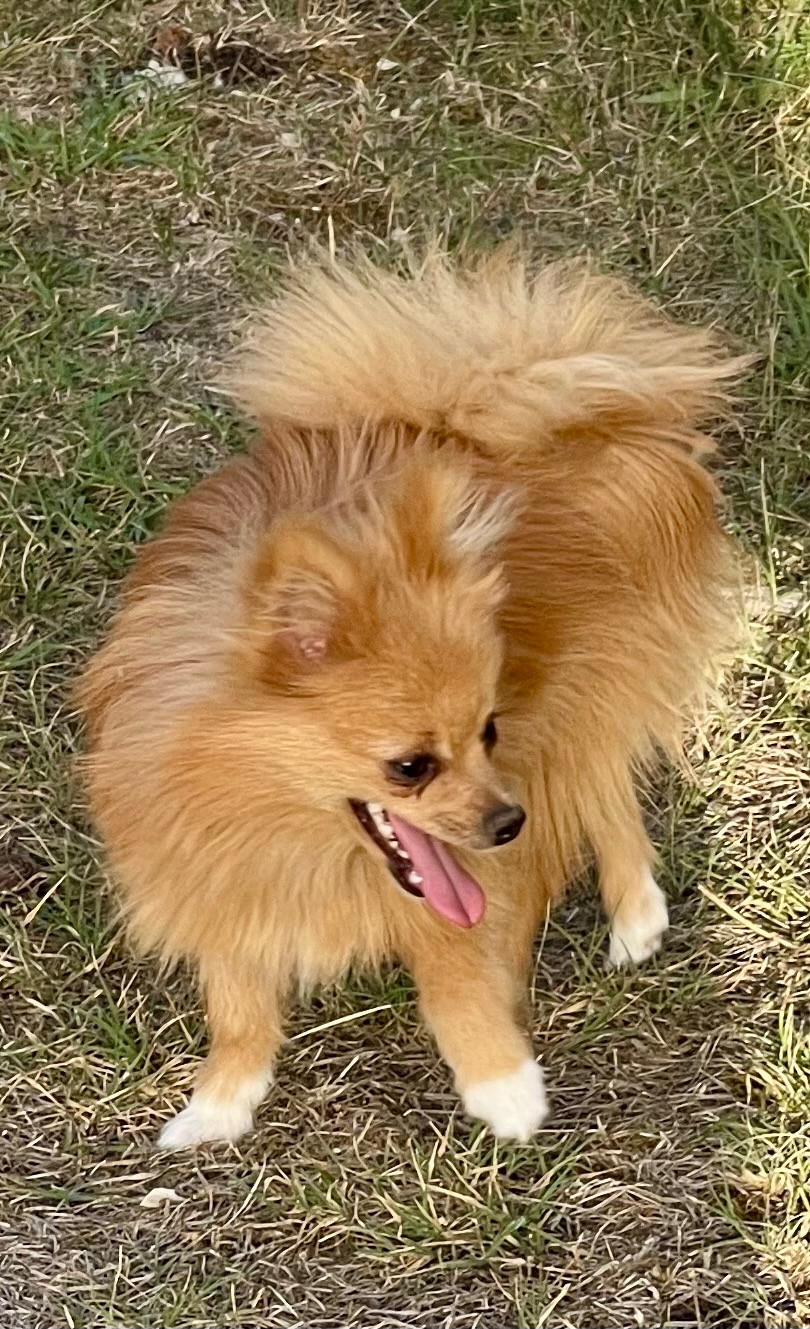 des Seigneurs de la Vallée de l'Isle - Chiots disponibles - Spitz allemand