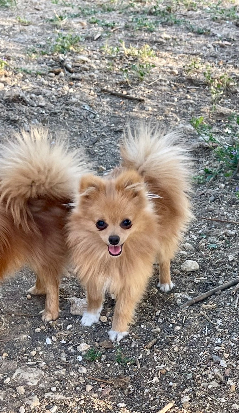 des Seigneurs de la Vallée de l'Isle - Chiots disponibles - Spitz allemand