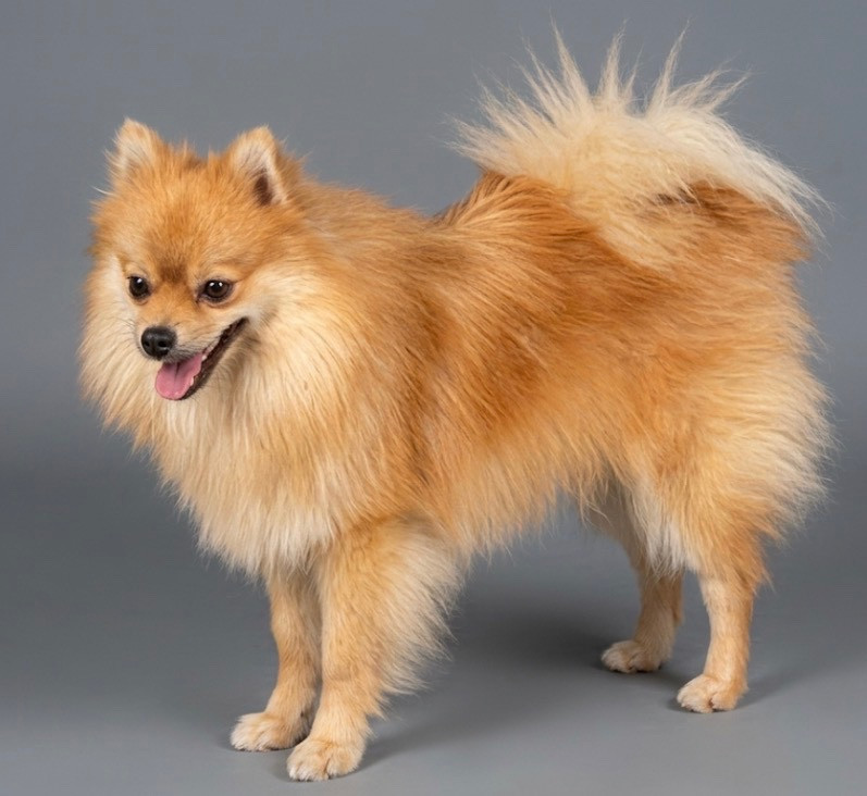 des Seigneurs de la Vallée de l'Isle - Chiots disponibles - Spitz allemand