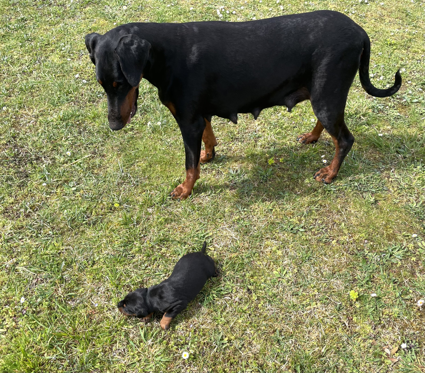 des Seigneurs de la Vallée de l'Isle - Chiots disponibles - Dobermann