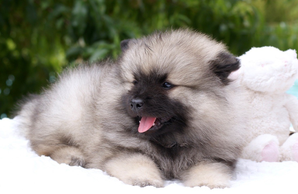 des Seigneurs de la Vallée de l'Isle - Chiots disponibles - Spitz allemand