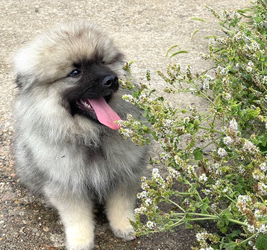 des Seigneurs de la Vallée de l'Isle - Chiots disponibles - Spitz allemand