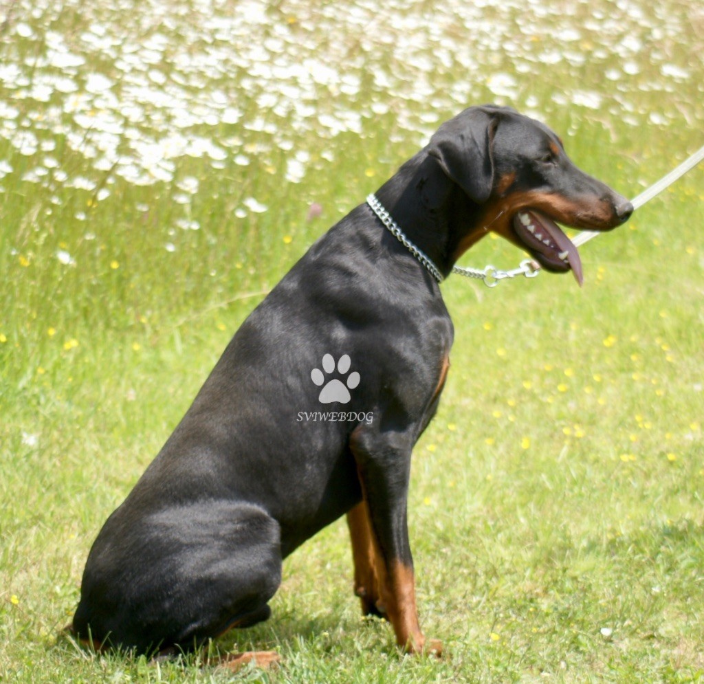 des Seigneurs de la Vallée de l'Isle - Dobermann - Portée née le 16/07/2024