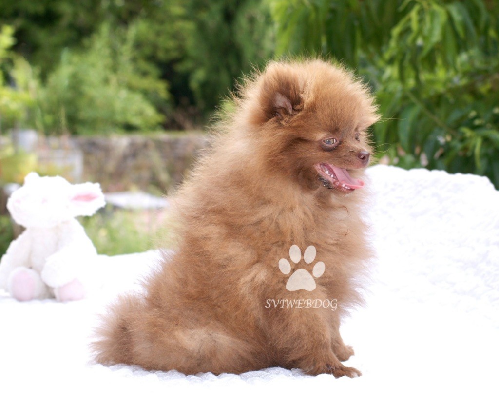 des Seigneurs de la Vallée de l'Isle - Chiots disponibles - Spitz allemand