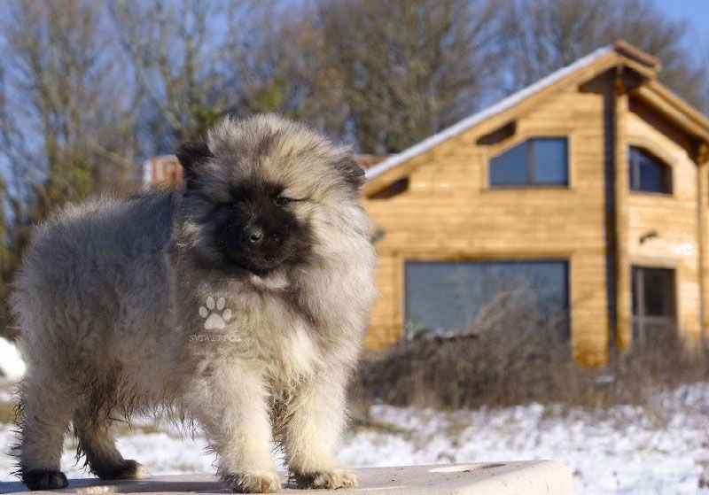 Chiot Spitz allemand des Seigneurs de la Vallée de l'Isle