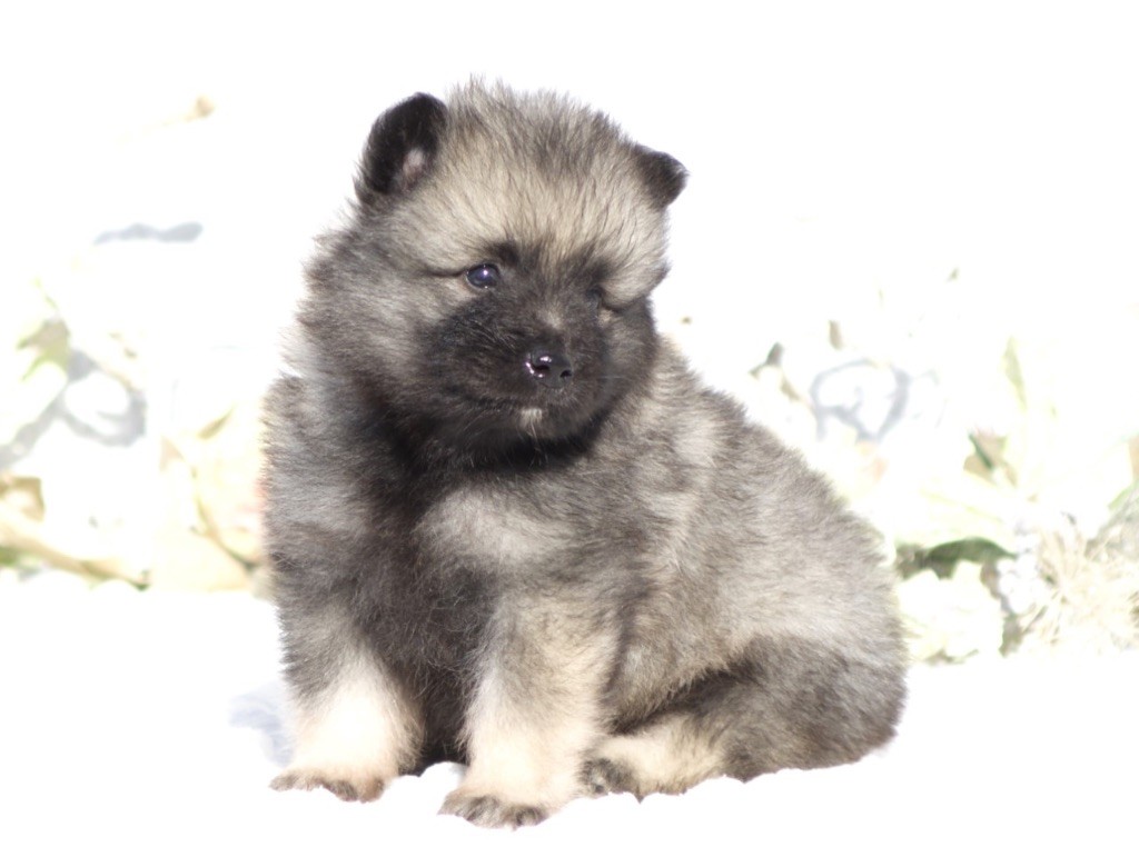 Chiot Spitz allemand des Seigneurs de la Vallée de l'Isle
