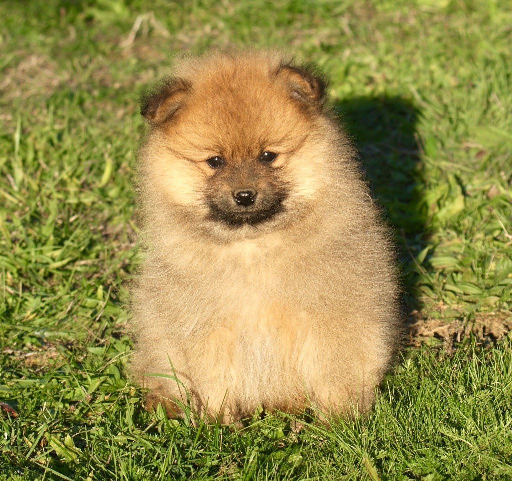 des Seigneurs de la Vallée de l'Isle - Spitz allemand - Portée née le 12/10/2025