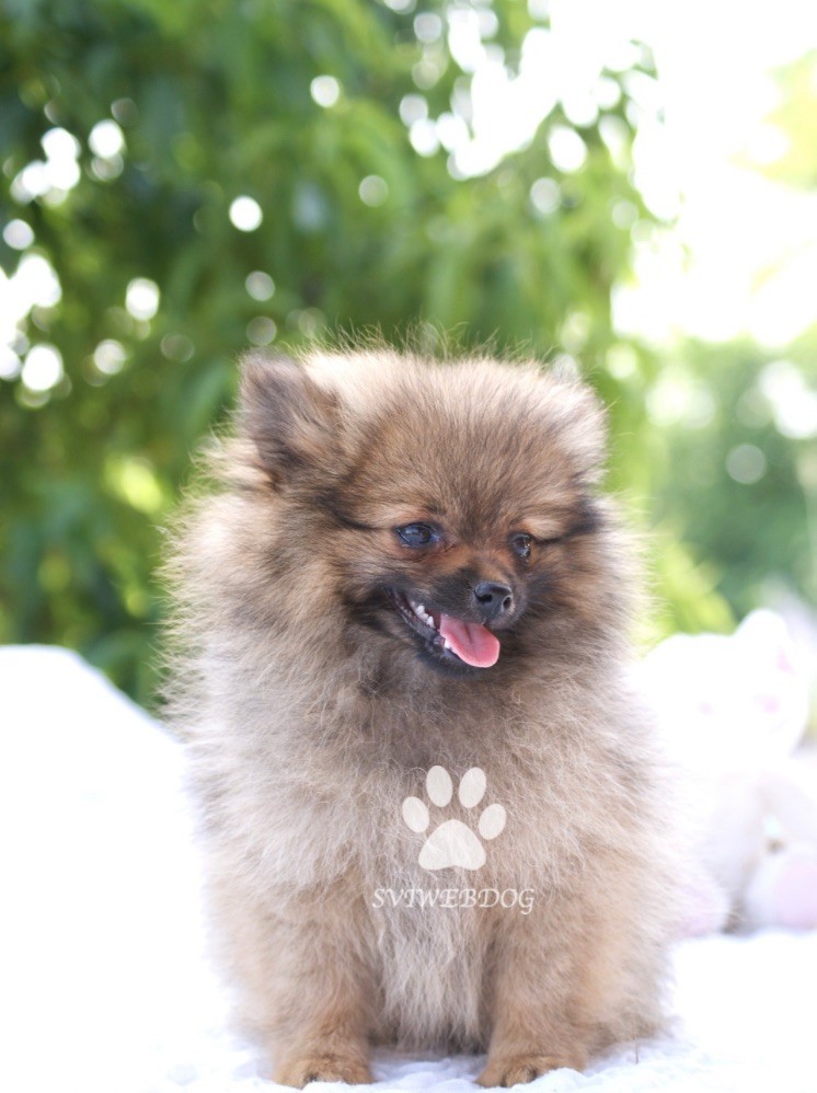 Chiot Spitz allemand des Seigneurs de la Vallée de l'Isle