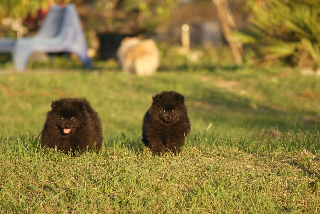 des Seigneurs de la Vallée de l'Isle - Spitz allemand - Portée née le 26/08/2025
