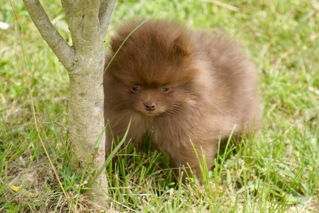 des Seigneurs de la Vallée de l'Isle - Chiots disponibles - Spitz allemand