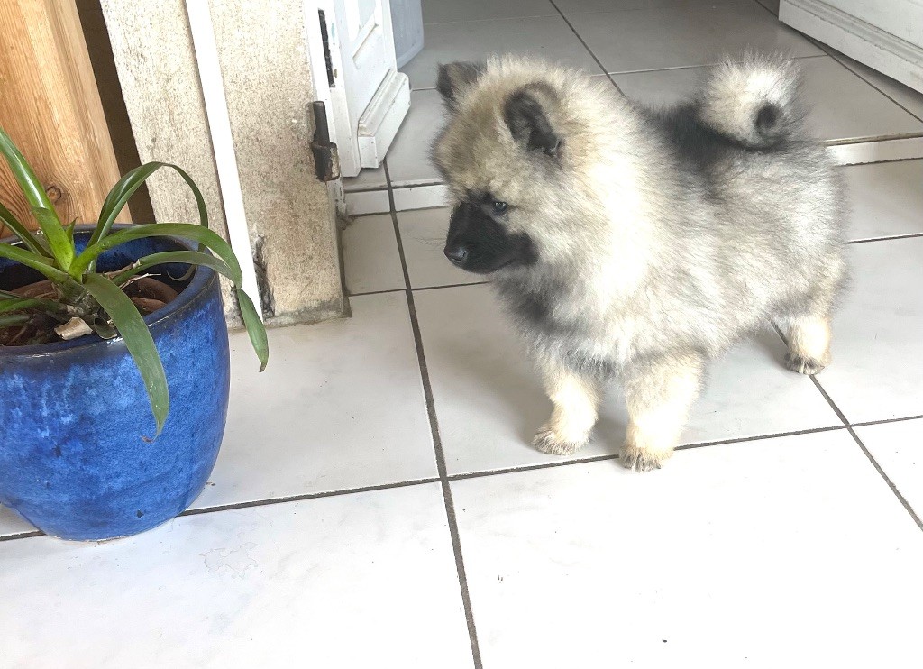 des Seigneurs de la Vallée de l'Isle - Chiots disponibles - Spitz allemand