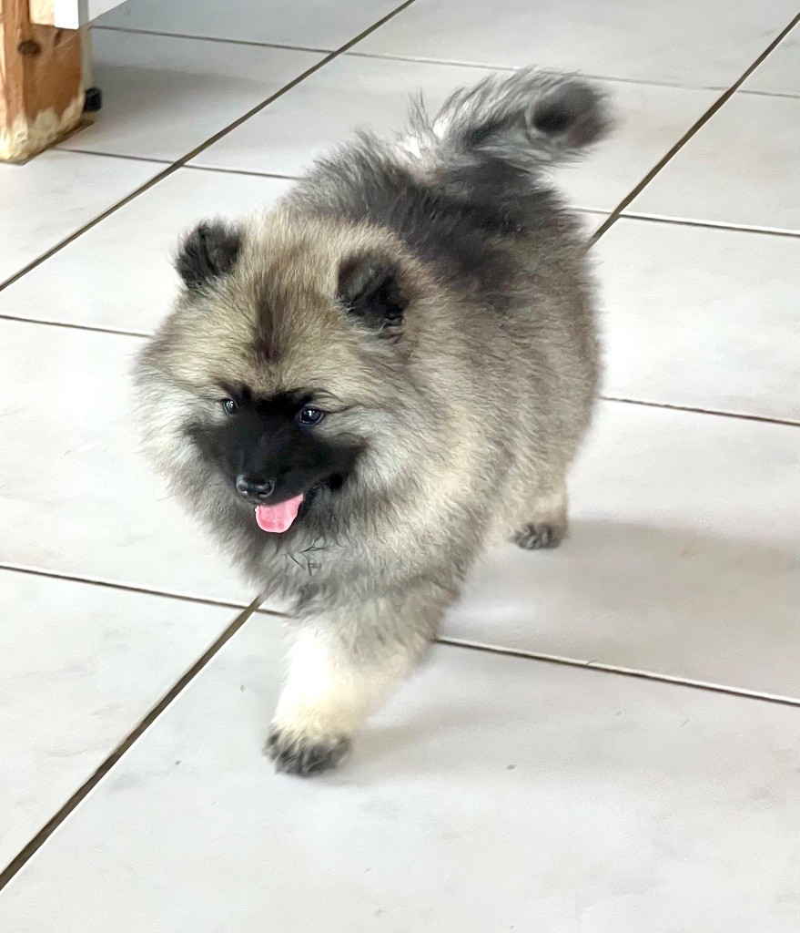des Seigneurs de la Vallée de l'Isle - Chiots disponibles - Spitz allemand