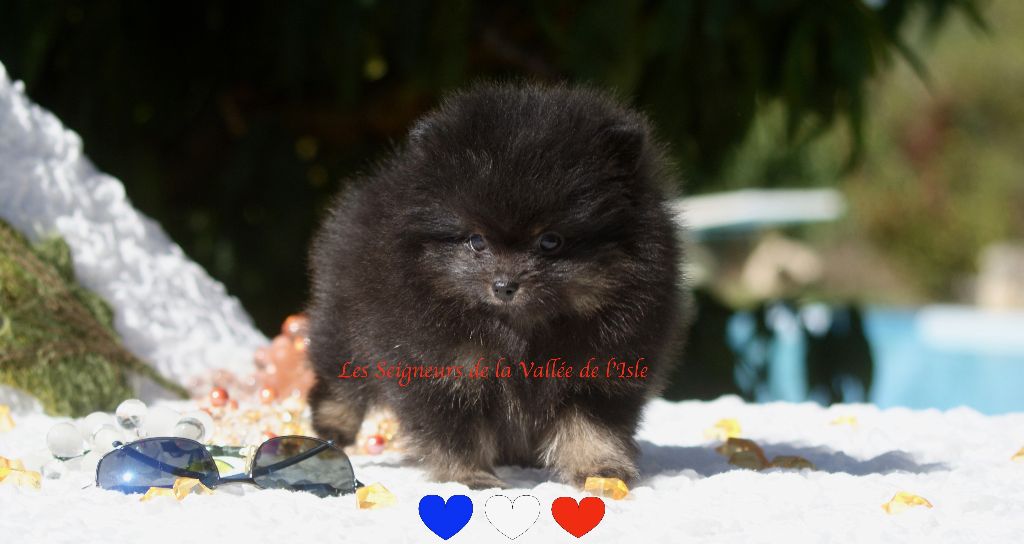 Chiot Spitz allemand des Seigneurs de la Vallée de l'Isle