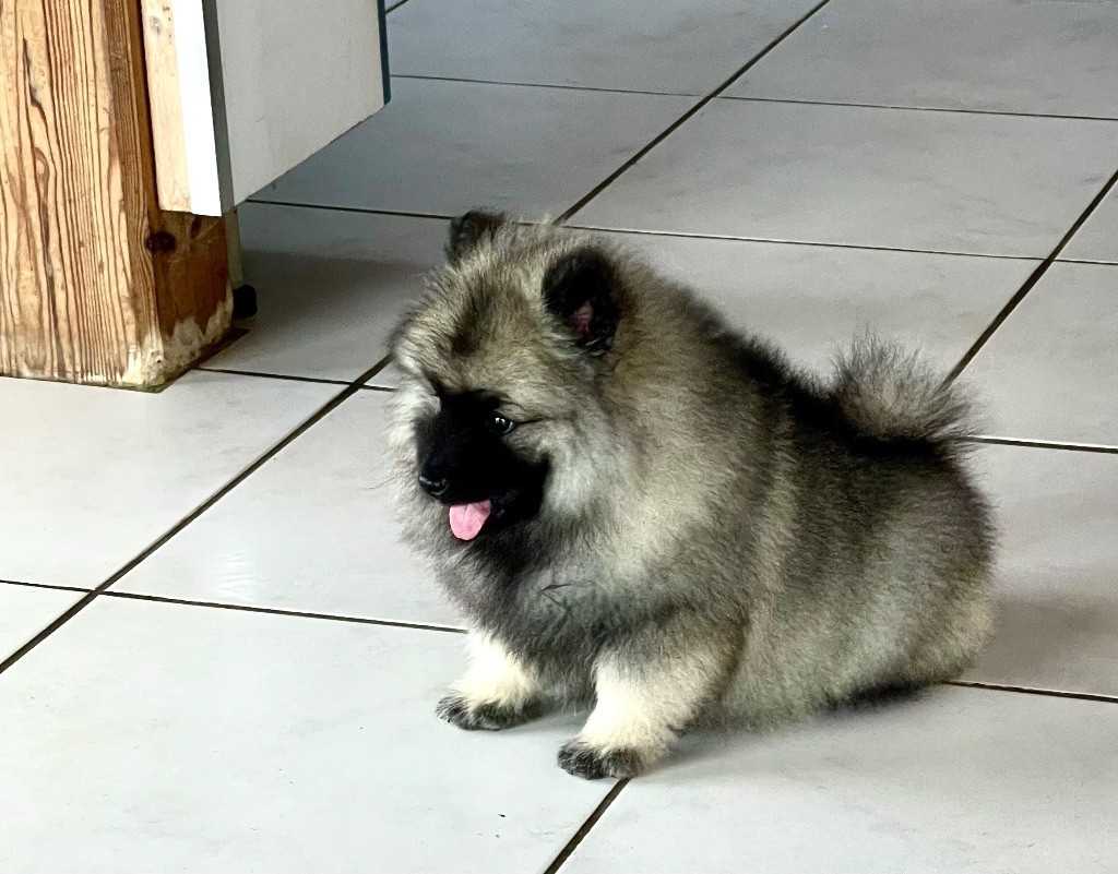des Seigneurs de la Vallée de l'Isle - Chiots disponibles - Spitz allemand