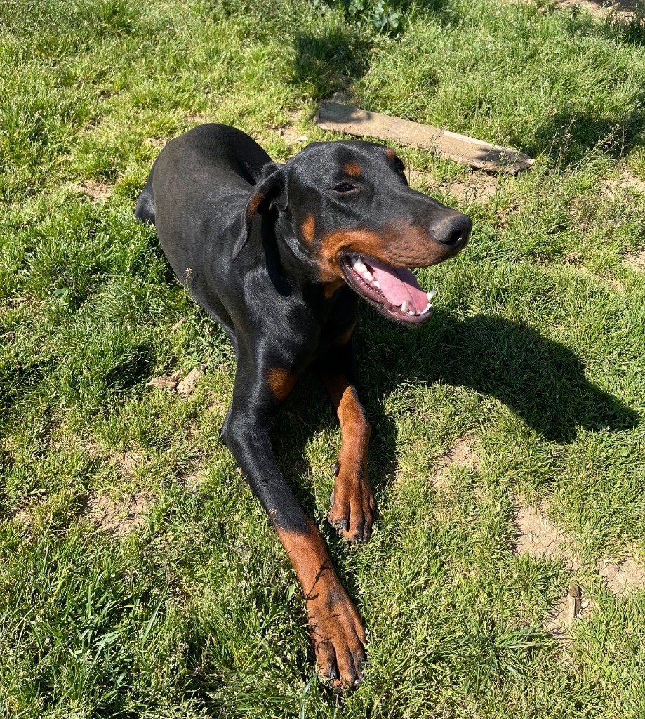 des Seigneurs de la Vallée de l'Isle - Chiots disponibles - Dobermann