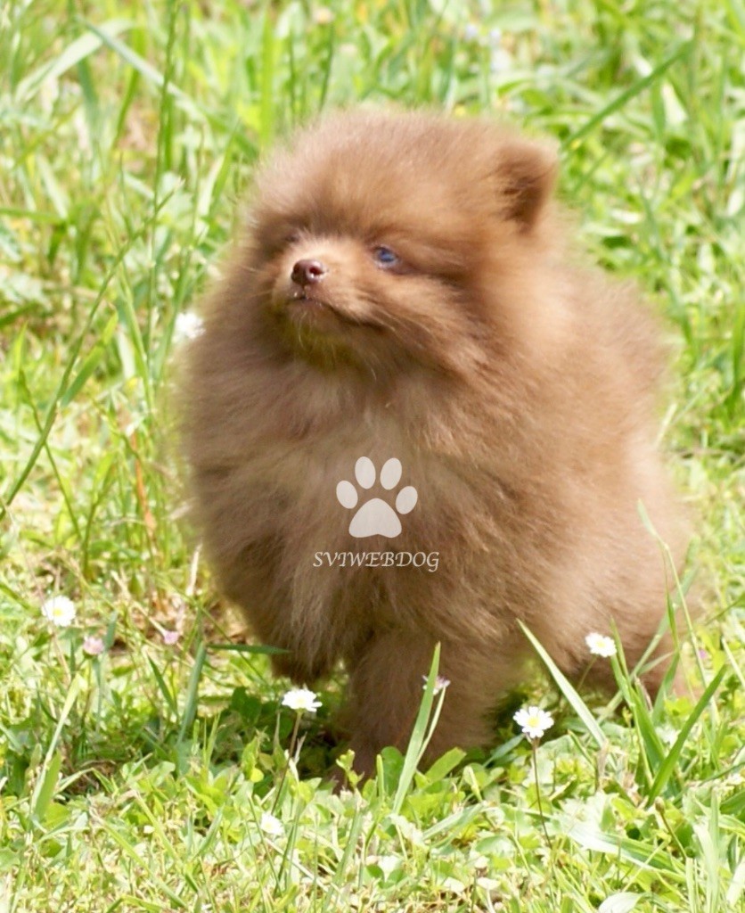 des Seigneurs de la Vallée de l'Isle - Chiots disponibles - Spitz allemand