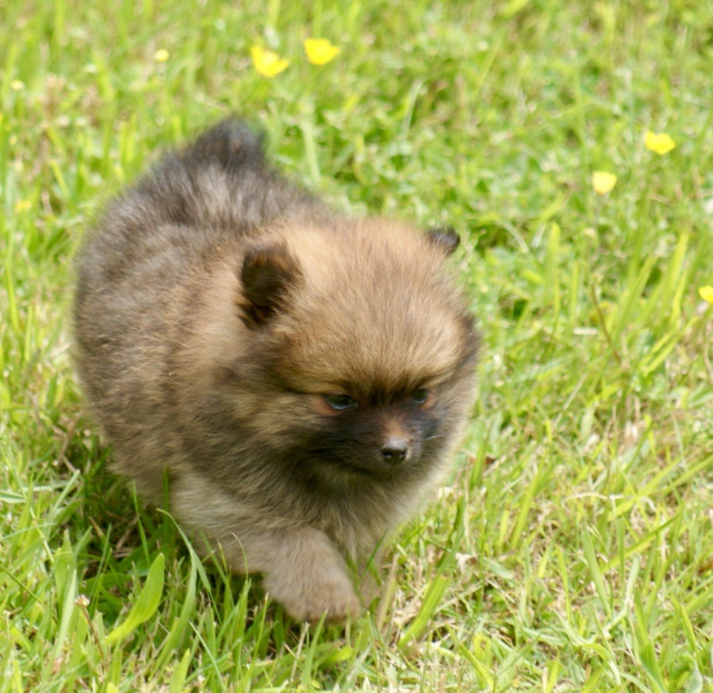 des Seigneurs de la Vallée de l'Isle - Chiots disponibles - Spitz allemand