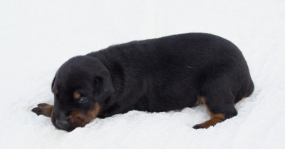 Mâle DOB noir & feu QC