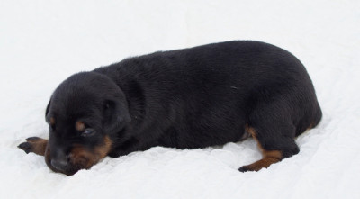 Dobermann LOF noir & feu