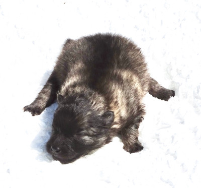 Chiot mâle Spitz LOUP LOF 1