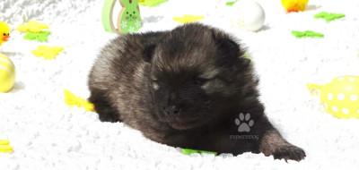 Chiot mâle Spitz LOUP LOF 3