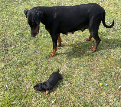 Chiot N°2