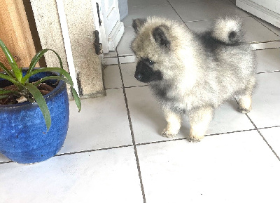 Spitz allemand LOUP mâle LOF (Keeshond)