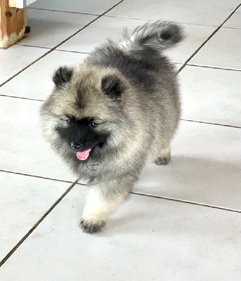 Spitz LOUP femelle LOF