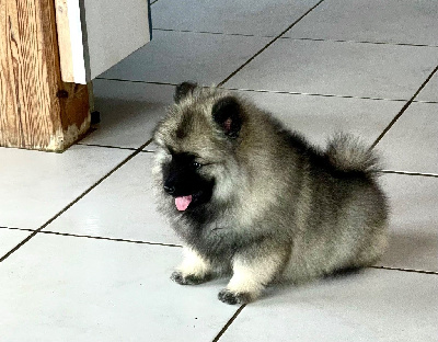 Spitz LOUP femelle LOF 