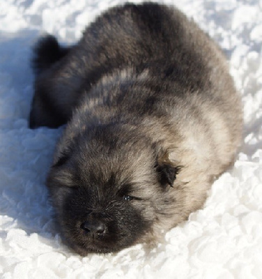 Femelle Spitz LOUP LOF