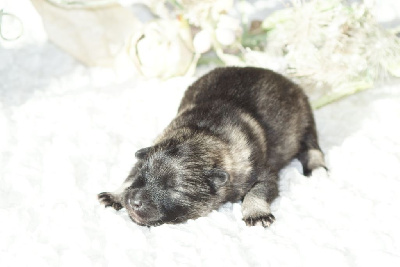 Mâle Spitz LOUP LOF