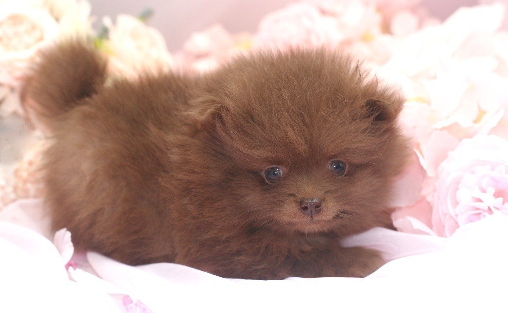 Chiot Spitz allemand des Seigneurs de la Vallée de l'Isle