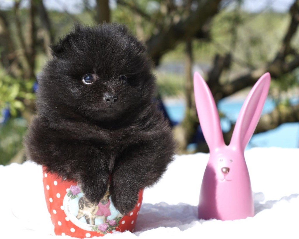 Chiot Spitz allemand des Seigneurs de la Vallée de l'Isle
