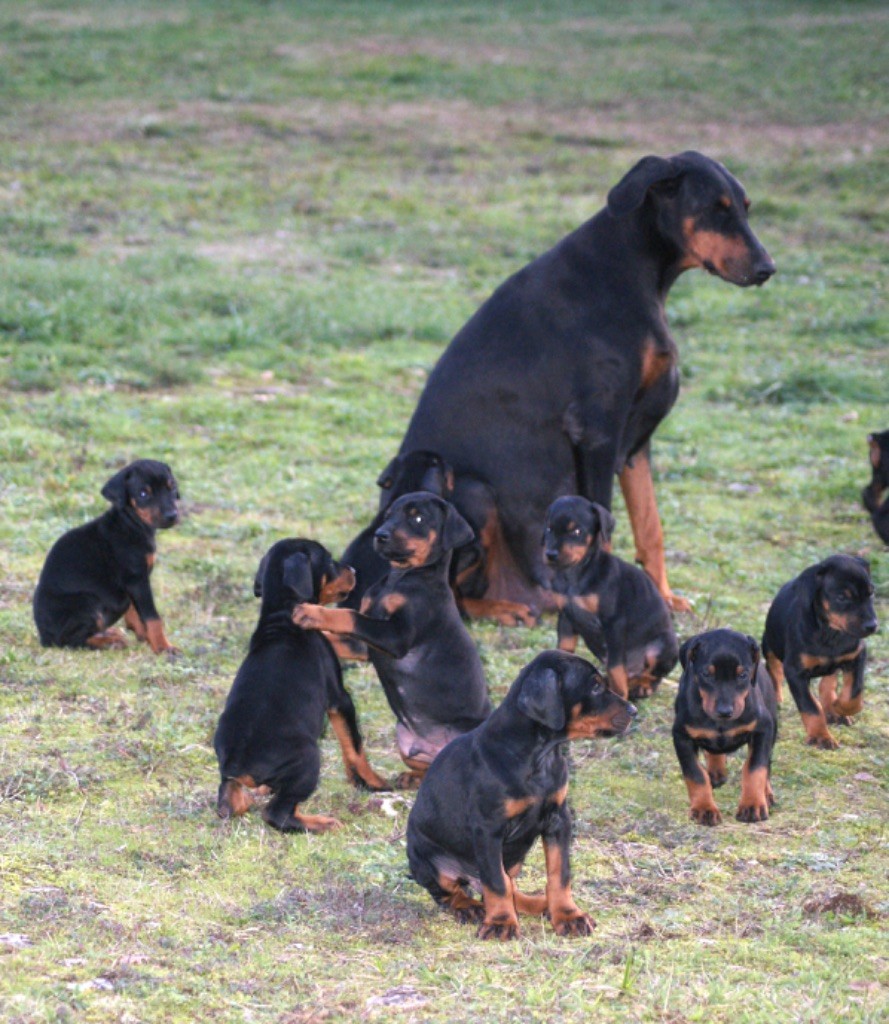 Chiot Dobermann des Seigneurs de la Vallée de l'Isle