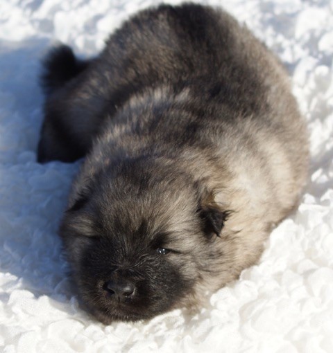 des Seigneurs de la Vallée de l'Isle - Chiots disponibles - Spitz allemand