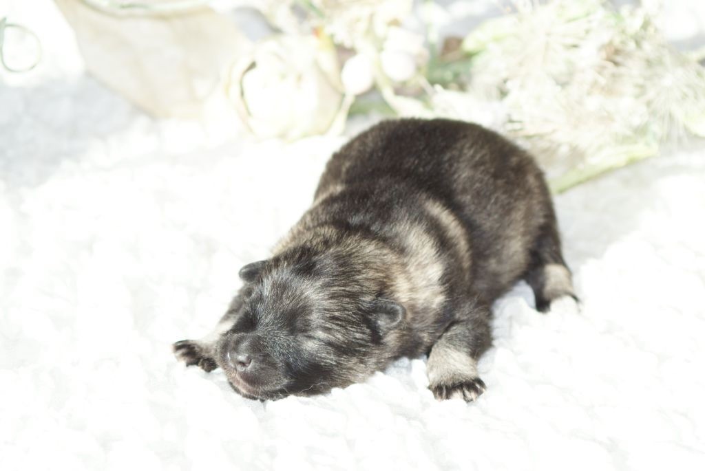 des Seigneurs de la Vallée de l'Isle - Chiots disponibles - Spitz allemand