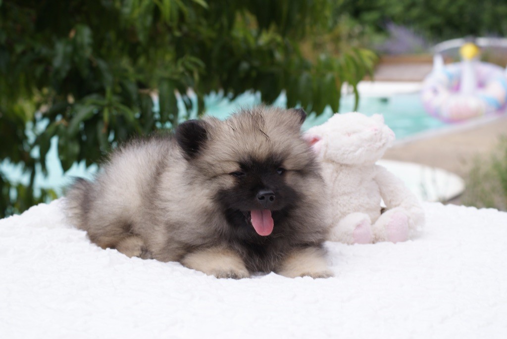 des Seigneurs de la Vallée de l'Isle - Chiots disponibles - Spitz allemand