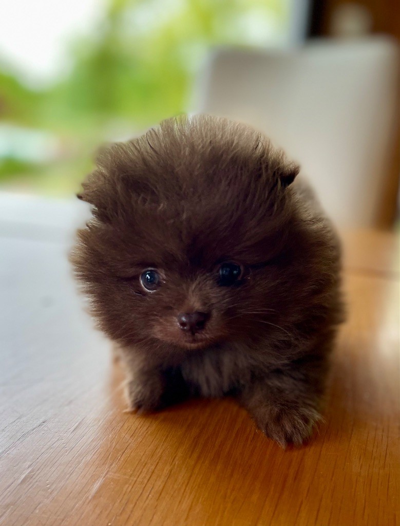 des Seigneurs de la Vallée de l'Isle - Chiots disponibles - Spitz allemand