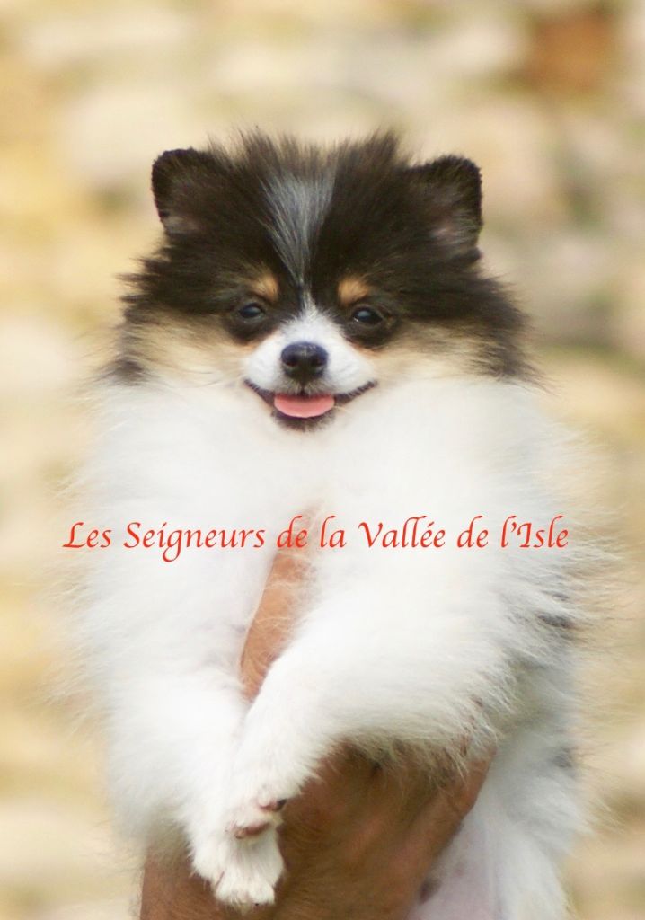 Chiot Spitz allemand des Seigneurs de la Vallée de l'Isle