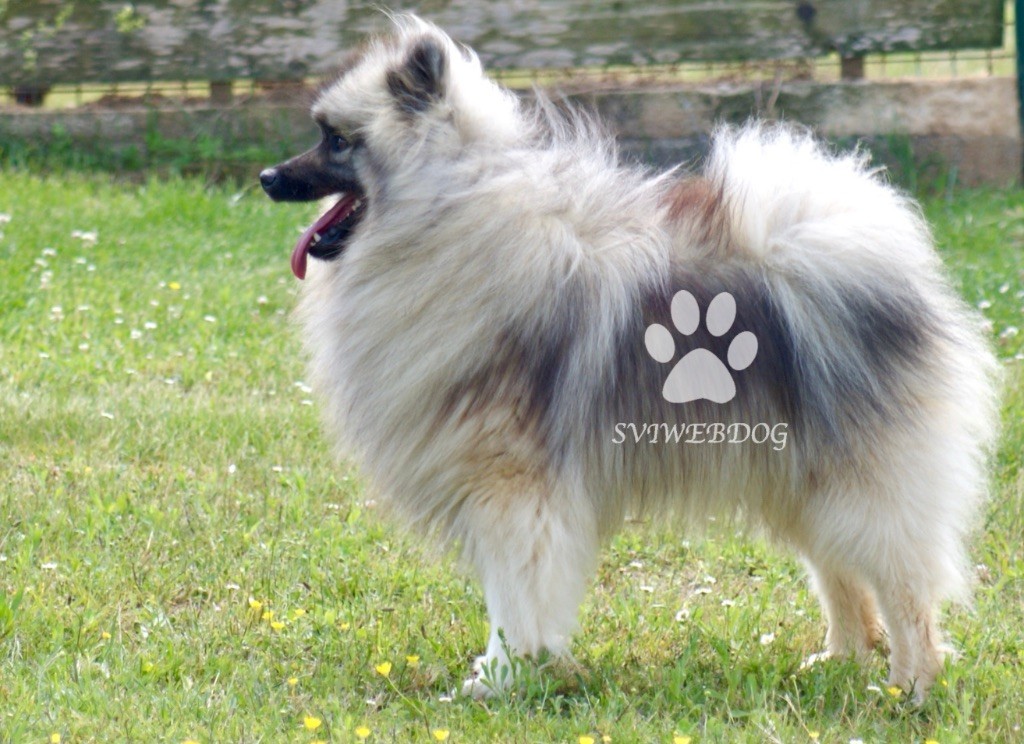 des Seigneurs de la Vallée de l'Isle - Chiots disponibles - Spitz allemand