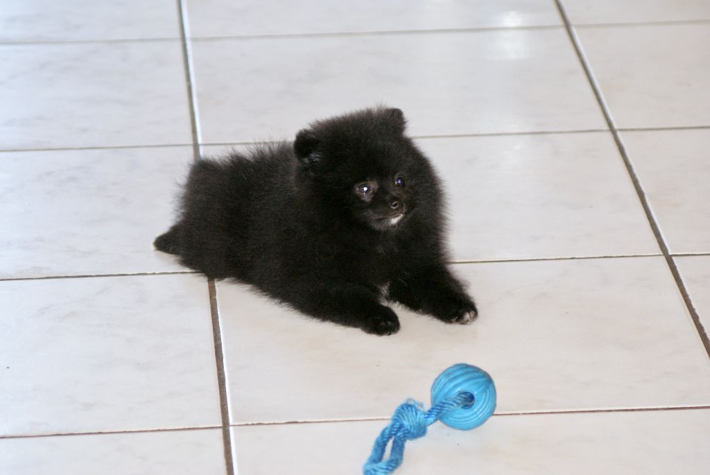 Chiot Spitz allemand des Seigneurs de la Vallée de l'Isle