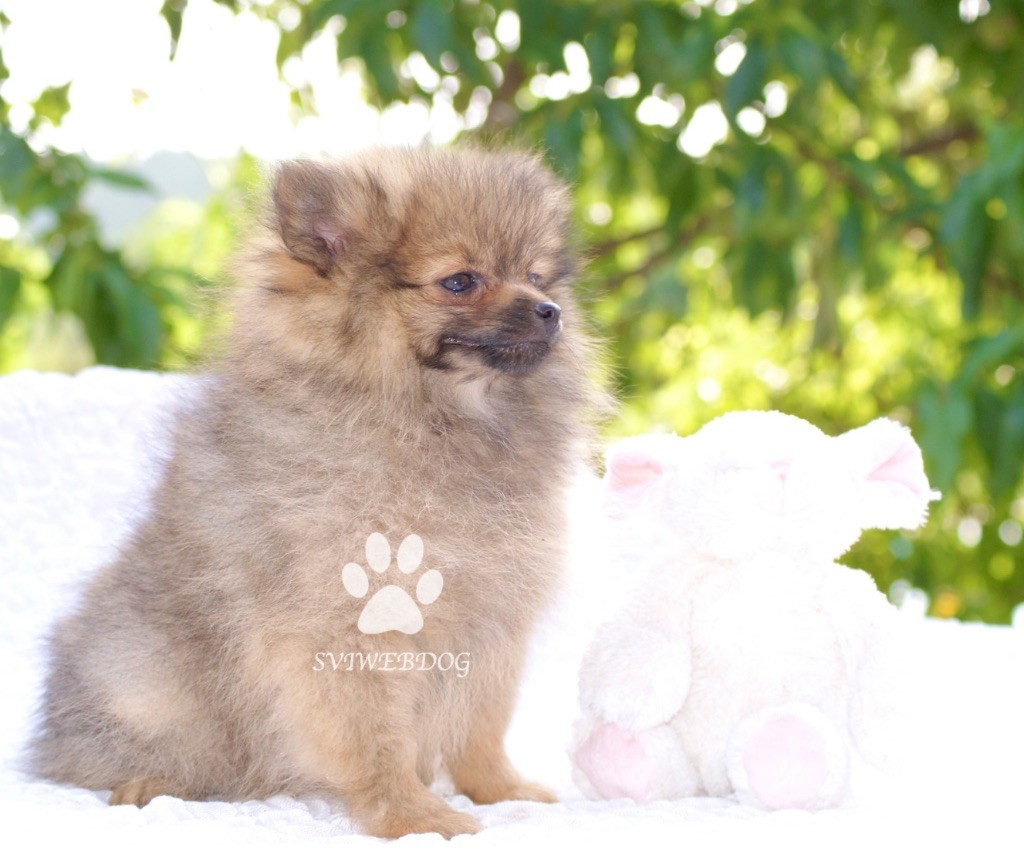 des Seigneurs de la Vallée de l'Isle - Chiots disponibles - Spitz allemand