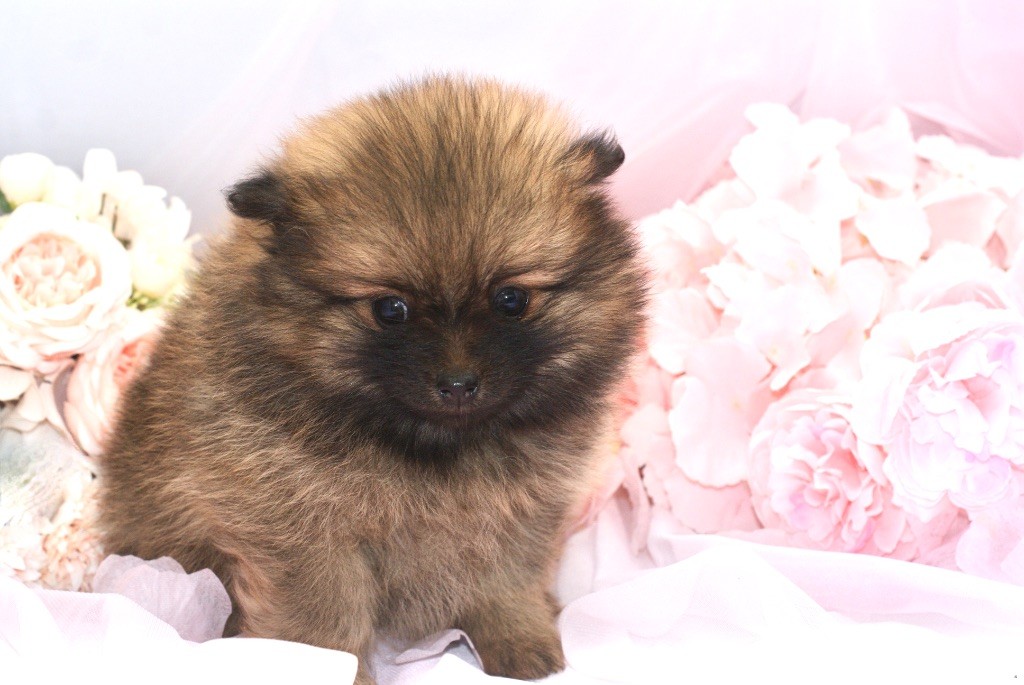des Seigneurs de la Vallée de l'Isle - Chiots disponibles - Spitz allemand